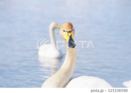 水草の色素に染まった北海道の春に訪れるハクチョウ 水草の色素に染まった北海道の春に訪れるハクチョウ 125336590