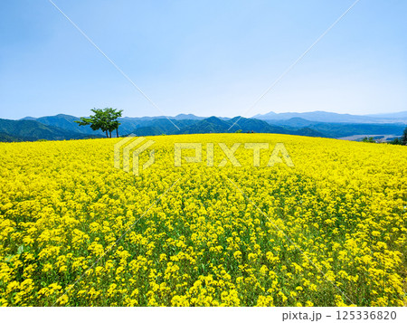 三ノ倉高原菜の花畑 三ノ倉高原菜の花畑 125336820