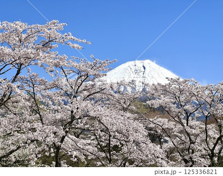 青空に映える桜と富士山 125336821