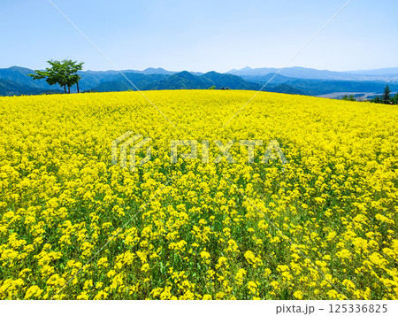 三ノ倉高原菜の花畑 125336825