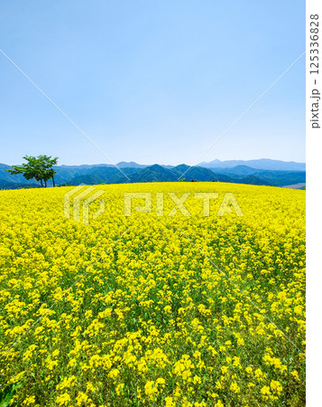 三ノ倉高原菜の花畑 125336828