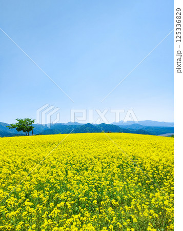 三ノ倉高原菜の花畑 三ノ倉高原菜の花畑 125336829