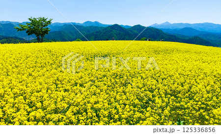 三ノ倉高原菜の花畑 125336856
