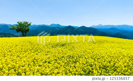 三ノ倉高原菜の花畑 125336857
