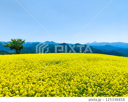 三ノ倉高原菜の花畑 125336858