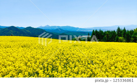 三ノ倉高原菜の花畑 125336861