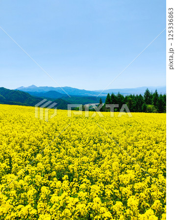 三ノ倉高原菜の花畑 125336863