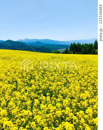 三ノ倉高原菜の花畑 125336864