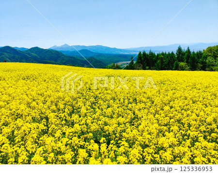 三ノ倉高原菜の花畑 125336953