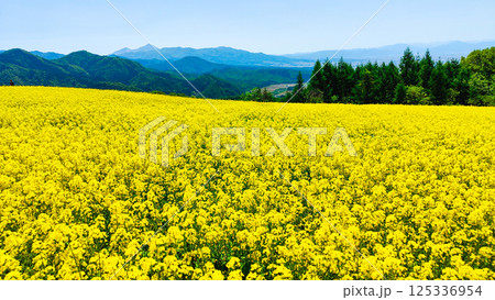 三ノ倉高原菜の花畑 125336954