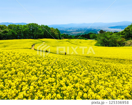 三ノ倉高原菜の花畑 125336958