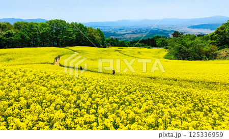 三ノ倉高原菜の花畑 125336959