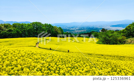 三ノ倉高原菜の花畑 125336961