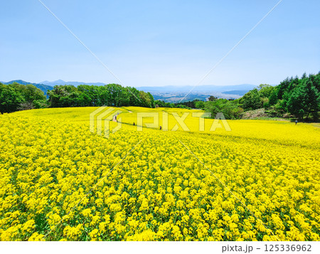 三ノ倉高原菜の花畑 125336962