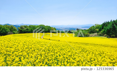 三ノ倉高原菜の花畑 125336965