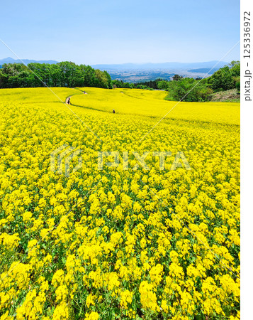 三ノ倉高原菜の花畑 125336972