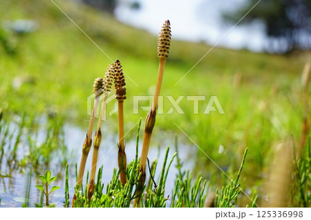 季節の山菜 125336998