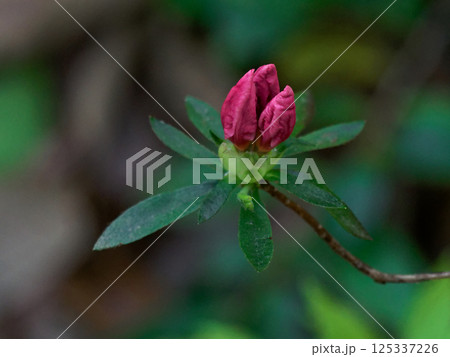 酸性土壌で生育する ツツジ科ヤマツツジの赤い蕾 酸性土壌で生育する ツツジ科ヤマツツジの赤い蕾 125337226