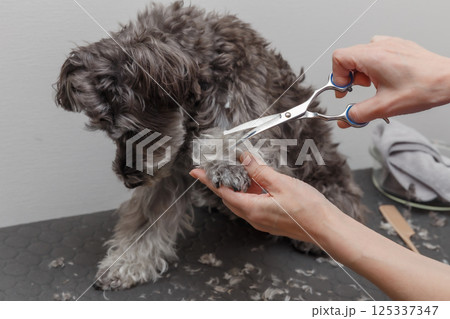 犬をトリミングする女性の手元 125337347