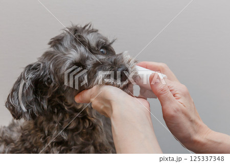 犬の歯磨きをする女性の手元 125337348