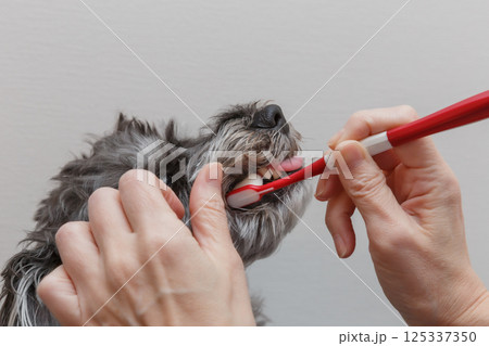 犬の歯磨きをする女性の手元 犬の歯磨きをする女性の手元 125337350