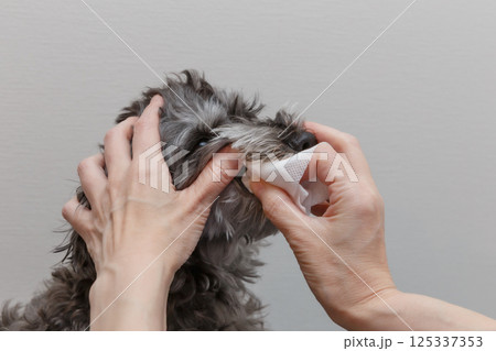 犬の歯磨きをする女性の手元 125337353