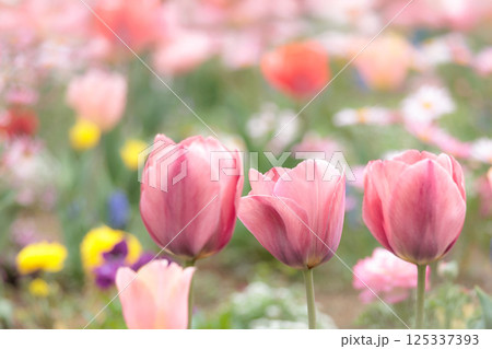 春の陽光を浴びて色とりどりに輝くチューリップ 125337393