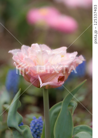 春の陽光を浴びて色とりどりに輝くチューリップ 125337403