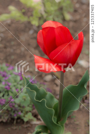 春の陽光を浴びて色とりどりに輝くチューリップ 125337405