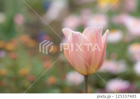 春の陽光を浴びて色とりどりに輝くチューリップ 125337485