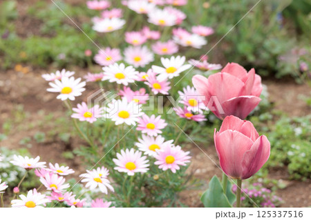 春の陽光を浴びて色とりどりに輝くチューリップ 125337516