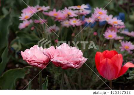 春の陽光を浴びて色とりどりに輝くチューリップ 125337518