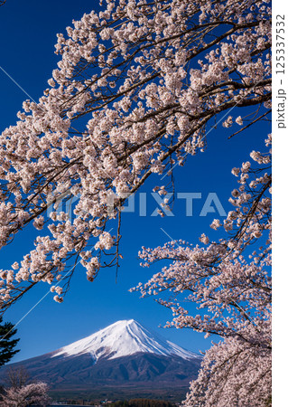 河口湖から見た染井吉野と富士山 125337532