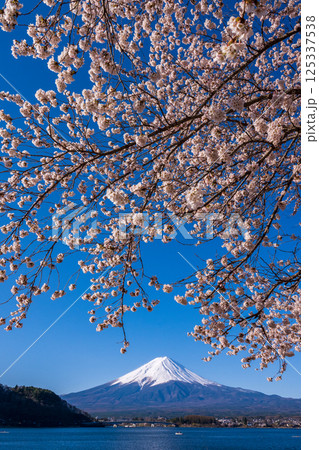 河口湖から見た空いっぱいに咲く染井吉野と富士山 125337538
