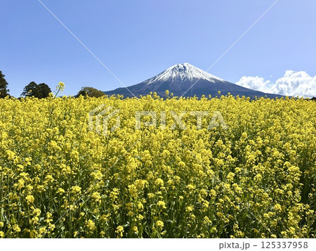 菜の花と富士山 菜の花と富士山 125337958