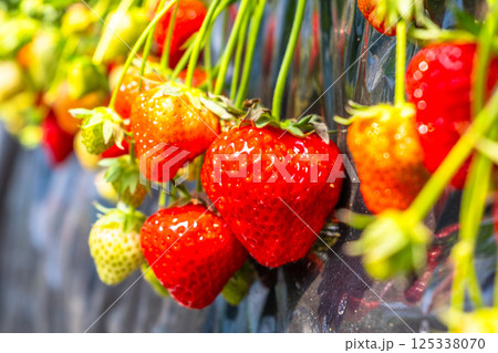 奈良産のいちご「あすかルビー」 125338070