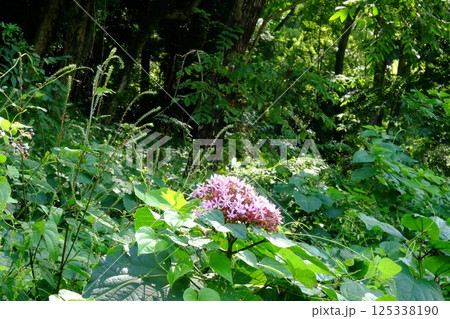 初秋の陽射しを浴びるボタンクサギ　【相模原市津久井　9月】 125338190