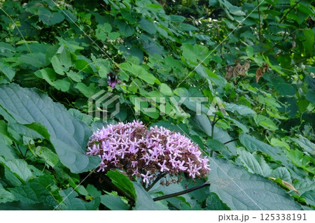 ボタンクサギの花　【相模原市津久井　9月】 125338191