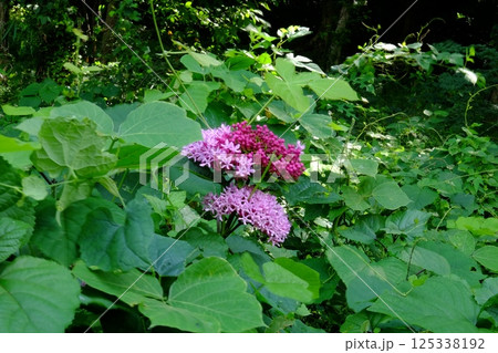 雑木林に咲くボタンクサギの花　【相模原市津久井　9月】 125338192