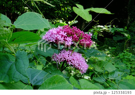 草むらに咲くボタンクサギの花　【相模原市津久井　9月】 125338193