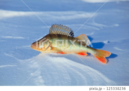 Big fish perch on blue ice . 125338236