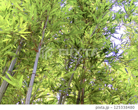 鮮やかな緑色のイネ科マダケ林 125338480