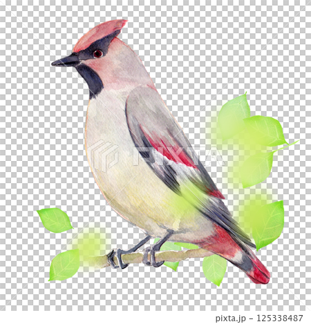 水彩插圖，手繪，初夏太平鳥 125338487