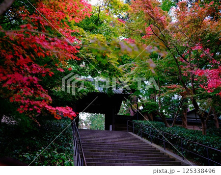 Autumn Leaves Autumn Leaves 125338496