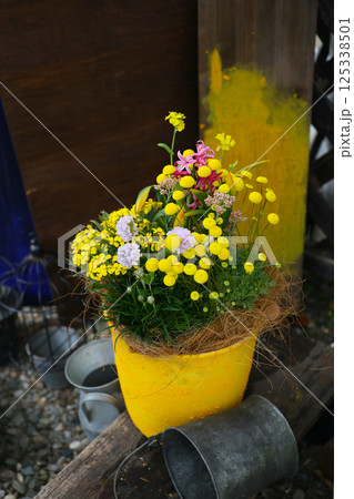 黄色い花の寄せ植え 125338501