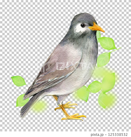 水彩插圖，手繪，初夏椋鳥 125338532
