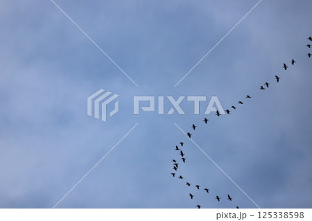 空を飛ぶカワウ 空を飛ぶカワウ 125338598
