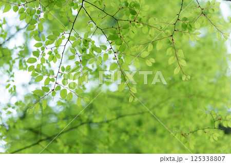 新緑　葉 125338807