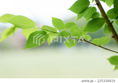 新緑　葉 125338814