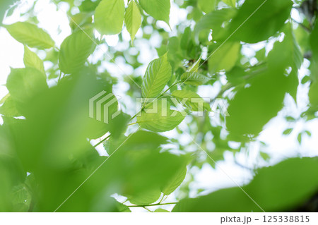 新緑　葉 125338815